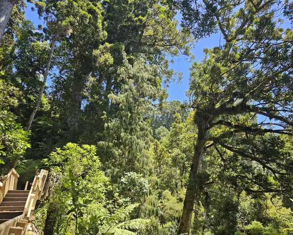 Fairy Falls Track 20241227 130108